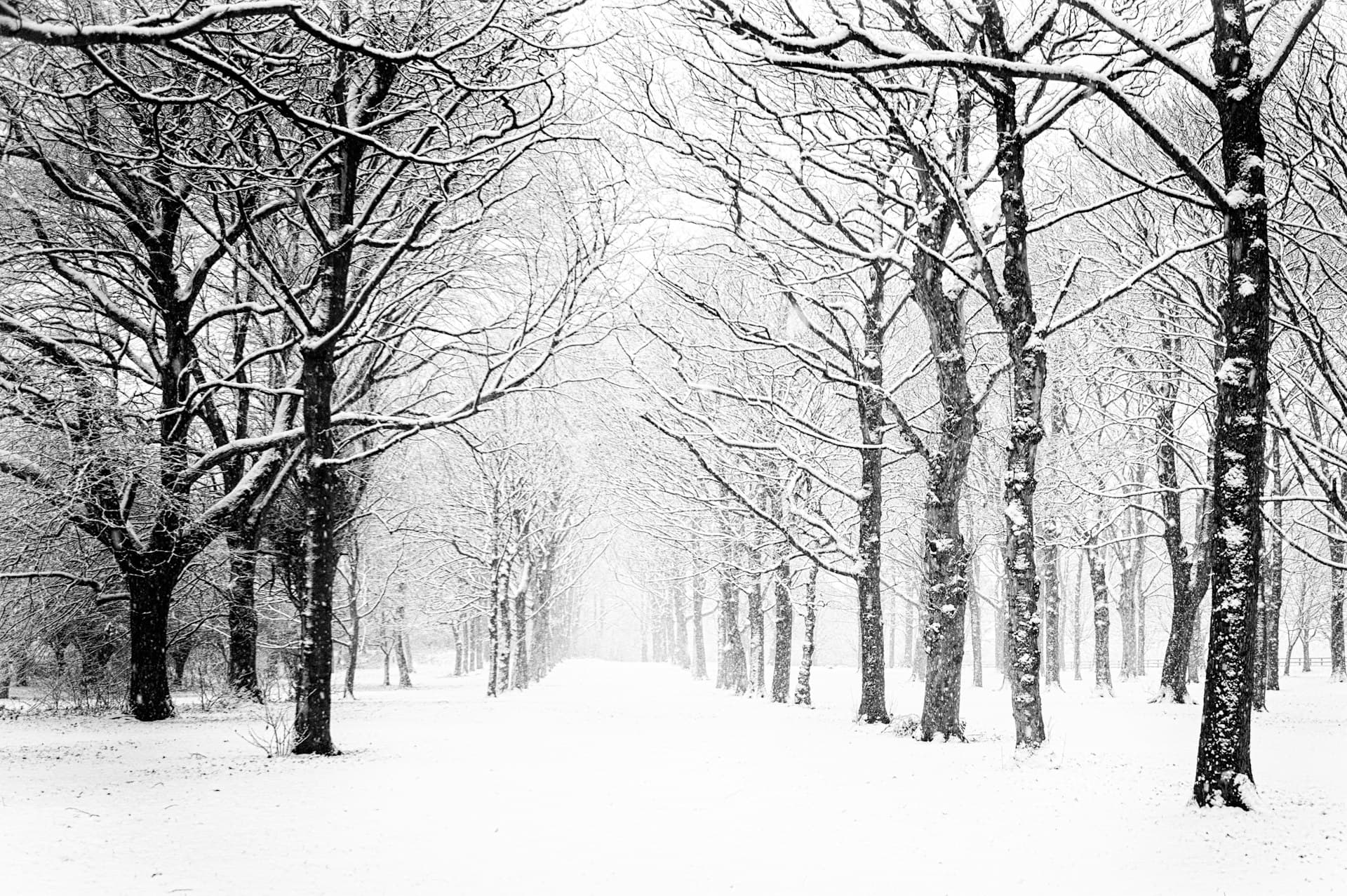 Snow falling on a tree-lined lane